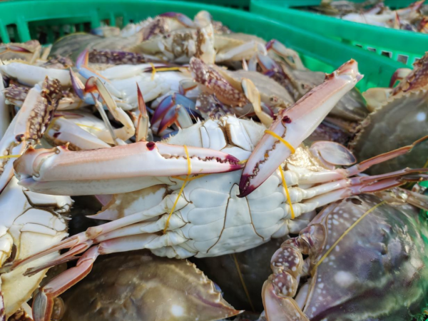 开云体育这姿势能让蟹黄保留率提高 65% 以上-kaiyun体育官方网站全站入口